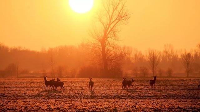 觊觎、氤氲、圭臬：80个生僻词语，你能正确读出来吗？