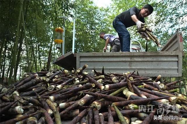 炒肉安逸得很！内江“小竹海”的笋子丰收喽——