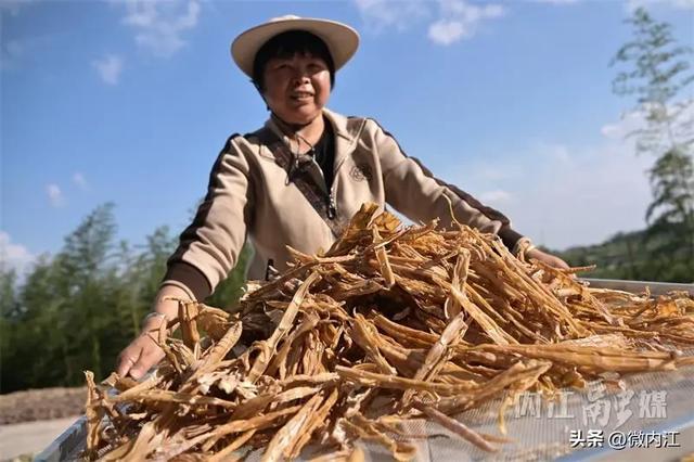 炒肉安逸得很！内江“小竹海”的笋子丰收喽——