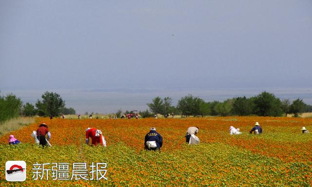 新疆各地红花陆续进入采摘期 一公斤红花干丝能卖110元