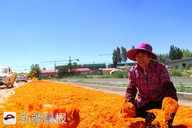 新疆各地红花陆续进入采摘期 一公斤红花干丝能卖110元