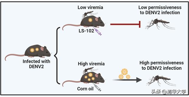 清华团队发现一种进化保守机制促进蚊媒病毒感染与传播