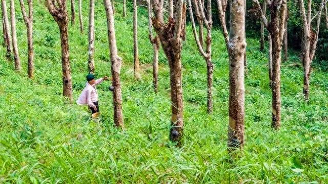 天然橡胶综合行情大盘点：市场小幅上涨，投资需谨慎