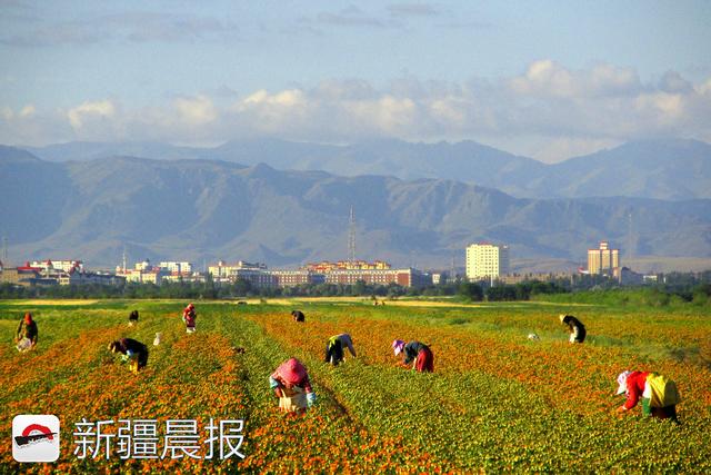 新疆各地红花陆续进入采摘期 一公斤红花干丝能卖110元