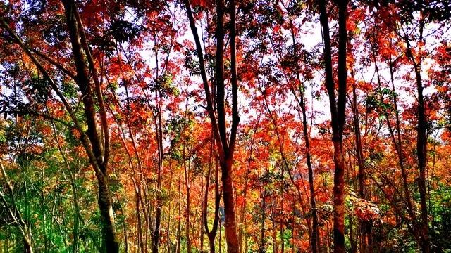 天然橡胶综合行情大盘点：市场小幅上涨，投资需谨慎