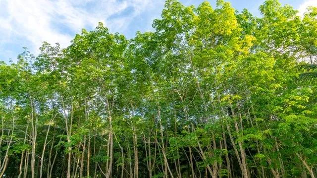 天然橡胶综合行情大盘点：市场小幅上涨，投资需谨慎