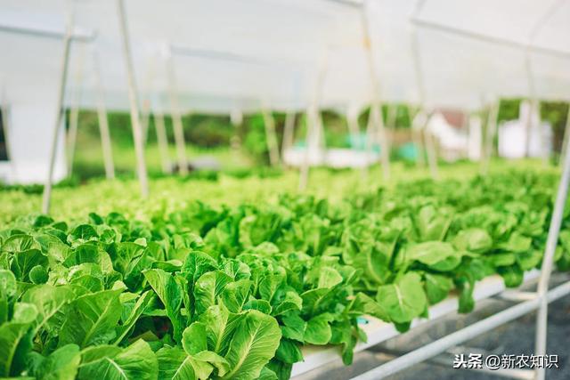 现代农业大棚蔬菜栽培技术要点浅析，种植大户都是这样做的