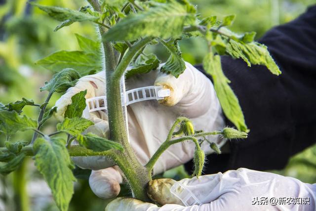 现代农业大棚蔬菜栽培技术要点浅析，种植大户都是这样做的