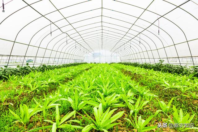 现代农业大棚蔬菜栽培技术要点浅析，种植大户都是这样做的