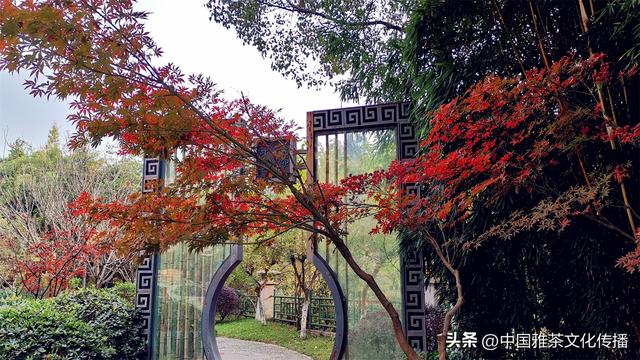 沏一杯清茗，独品三江春水