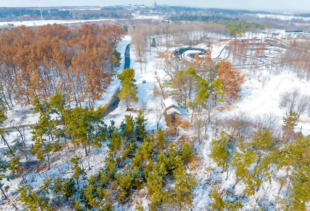 江苏东海：森林公园雪景如画