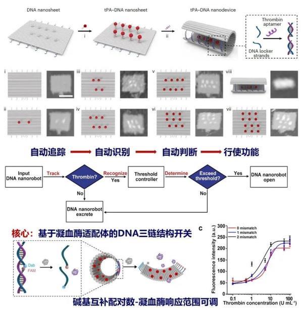 高校团队找到的“新武器”！有望解决这些问题……