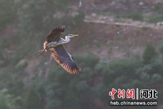 河北沙河：百余只苍鹭“安家”秦王湖畔