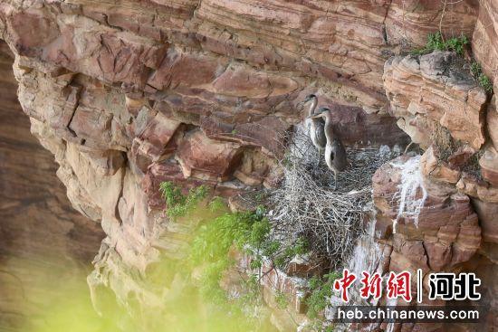 河北沙河：百余只苍鹭“安家”秦王湖畔