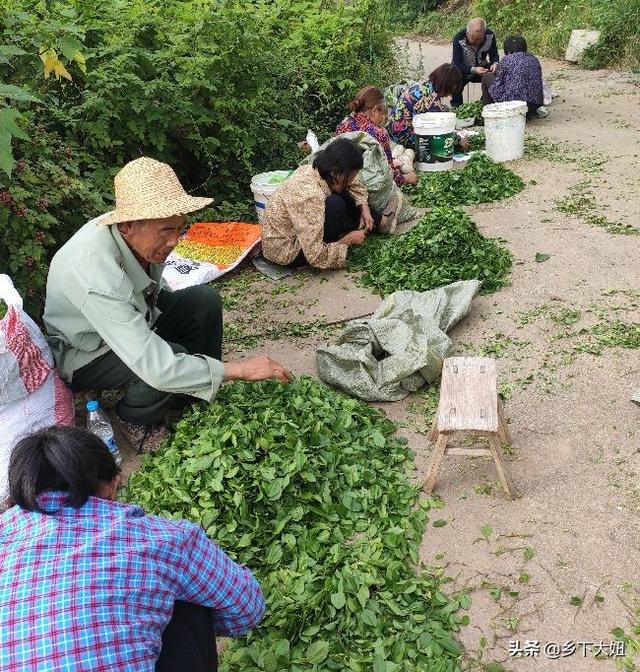 农村有种铁篱笆树，浑身长满尖刺扎得人生疼，却是受追捧的香馍馍