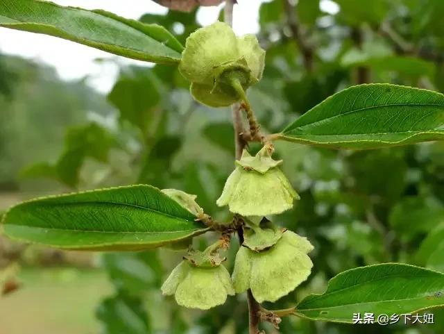 农村有种铁篱笆树，浑身长满尖刺扎得人生疼，却是受追捧的香馍馍