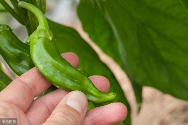 辣椒种植按照步骤来，越长越好，分享关键种植方法