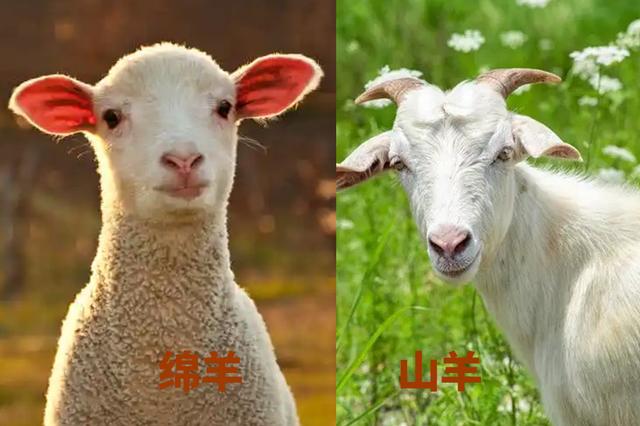 冬天买羊肉，到底买“绵羊”还是“山羊”？区别很大，弄懂再花钱