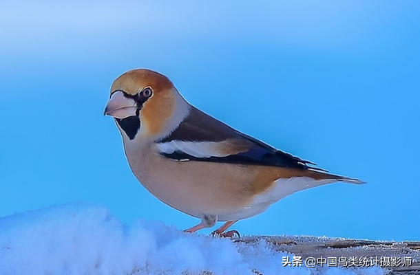 锡嘴雀，中国锡嘴雀科鸟类，供大家欣赏识别