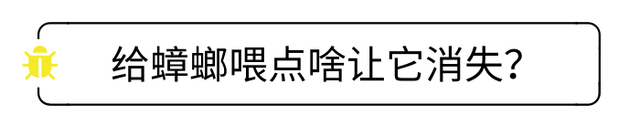 蟑螂总是来了又来！送你一份除蟑螂手册，总有一招奏效