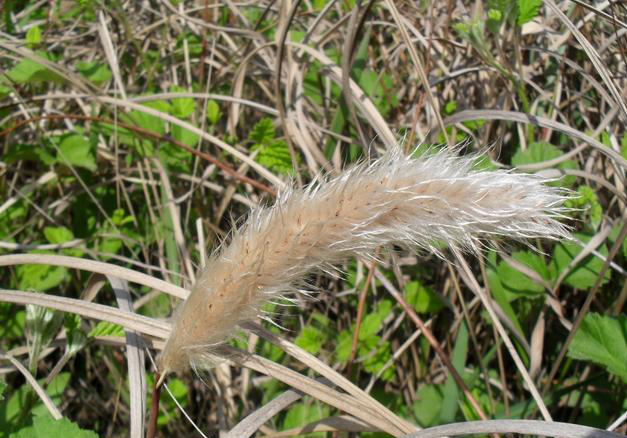 芦竹、芦苇、芒和荻它们几个之间你能捋清楚吗？