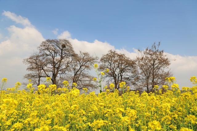 油菜花田