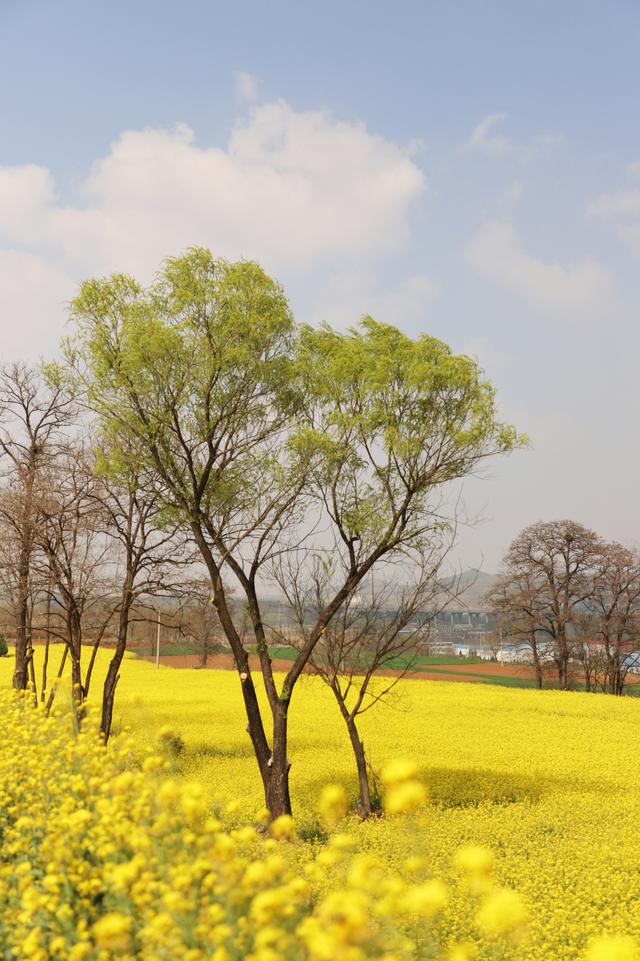 油菜花田