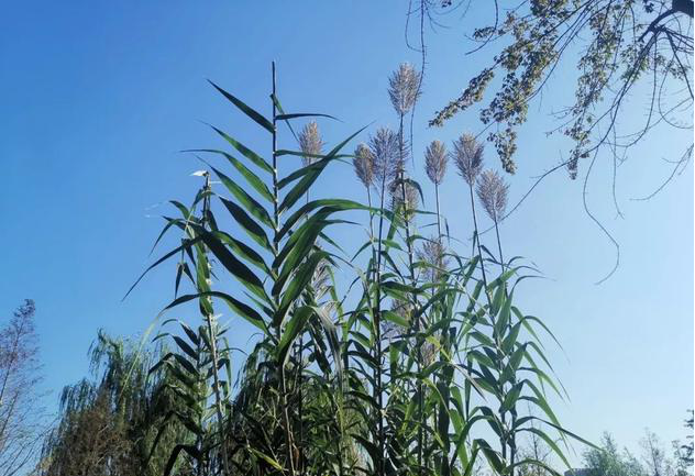 芦竹、芦苇、芒和荻它们几个之间你能捋清楚吗？