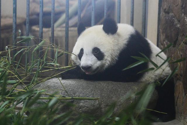 早安·世界｜成都高温天，大熊猫停止户外活动住进空调房