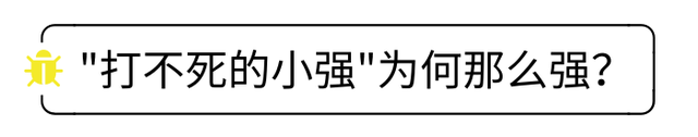 蟑螂总是来了又来！送你一份除蟑螂手册，总有一招奏效