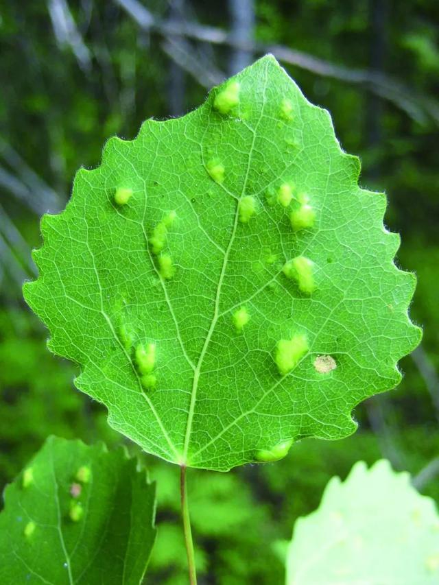 虫瘿：植物上的育婴房