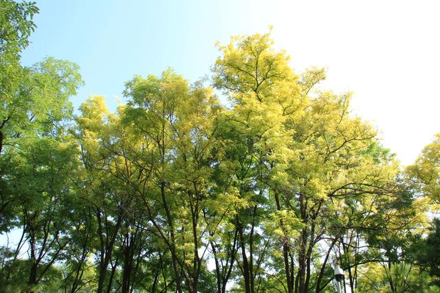 京城足迹，海淀公园